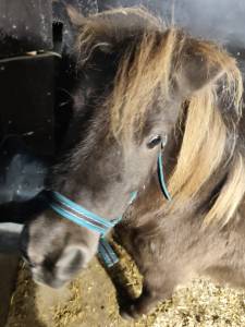 Cheval miniature hongre 