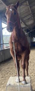 Filly origin recorded for sale 2022 chesnut
