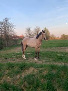 Federico pre pp 2 ans 