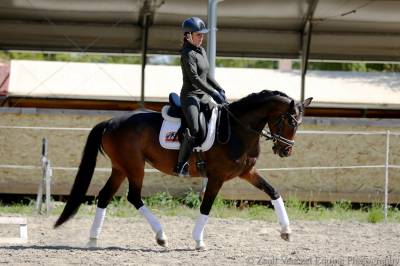 Outstanding young dressage mare 