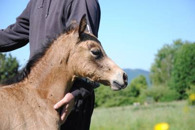 Filly Welsh Part Bred For sale 2026 Buckskin