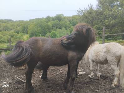 Merrie Shetland Te koop 2009 Bruin / Bai