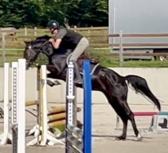 Gelding KWPN Dutch Warmblood For sale 2022 Black