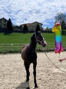 Pouliche 2025 caribis z x fidji du fleury 