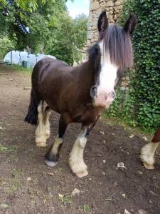 Ruin Andere pony rassen Te koop 2021 Zwart