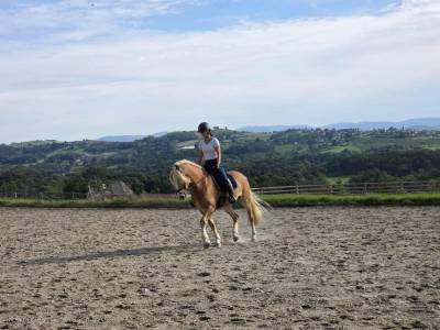 Caballo castrado haflinger en venta 2019 pelo de vaca por voltaire penn