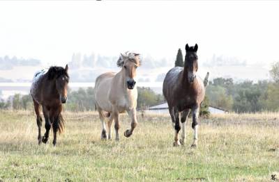 Istruttore di equitazione - Non salariato Part-time - Haute-Garonne Francia