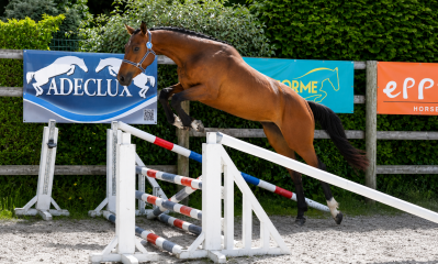 Jument de 3 ans – top mental, beau potentiel cso