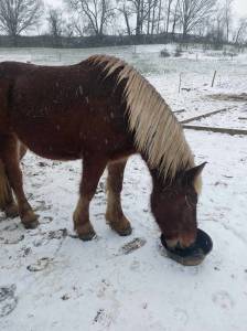 Trait comtois de 4ans