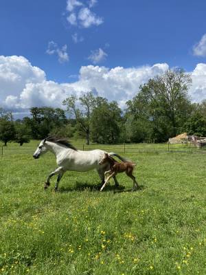 Top ponette connemara p.p 10 ans
