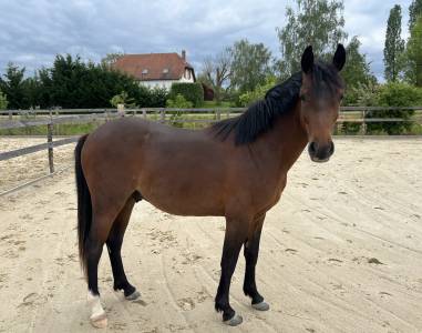 Ruin Franse rijpony PFS Te koop 2024 Donker bruin / bai ,  Jogry d&rsquo;Odival