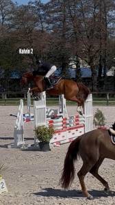 Caballo castrado silla francés en venta 2020 alazán