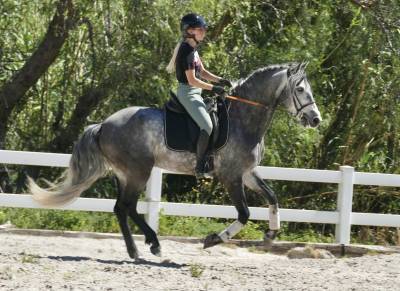 Caballo castrado PRE Pura Raza Espa&ntilde;ola En venta 2020 Tordo