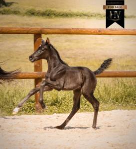Filly KWPN Dutch Warmblood For sale 2026 Black