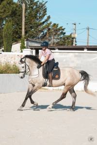 Gelding KWPN Dutch Warmblood For sale 2019 Buckskin