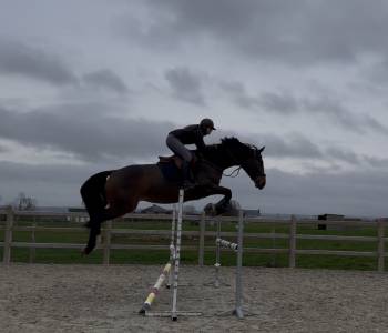 à vendre, cheval sbs de 5ans 