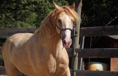 Caballo castrado rocky mountain en venta 2016 champagne