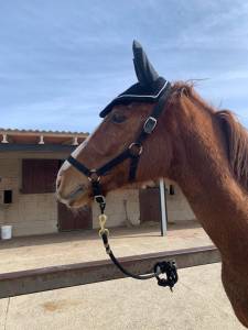 Caballo pura sangre inglés