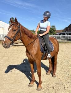 Magnifique hongre trotteur de 11 ans 