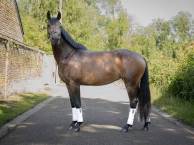 Splendide jument de 8 ans – polyvalente & 