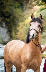 Poney c cso/hunter/dressage