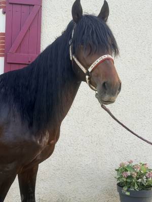 Cheval à vendre
