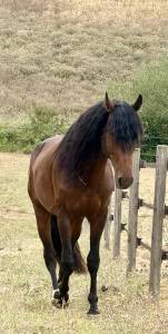 Gelding no origin recorded for sale 2021 bay