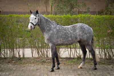 Sport pony for sale 