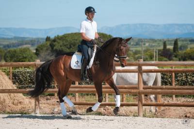 Mare Hanoverian For sale 2016 Bay
