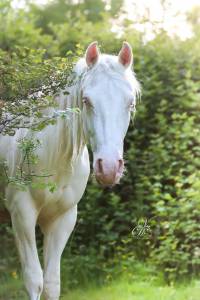 Cheval aztèque 3 ans à vendre