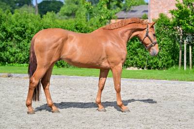 Gelding zangersheide for sale 2022 chesnut
