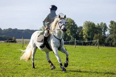 Gelding Connemara For sale 2013 Grey