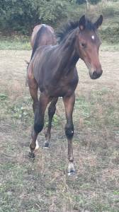 Très beau poulain sf à réserver(dartagnan de belliard)