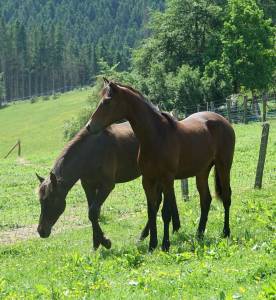 Reva pouliche croisee prex arabe x rocky mountain horse
