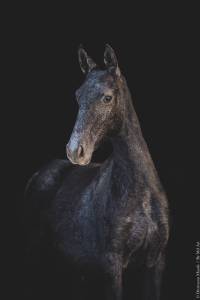 Lusitanien