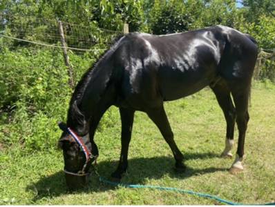 Pony da competizione 