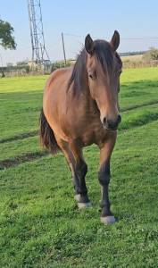 Demi-trait / demi-sang arabe 2023 arabo-auxois