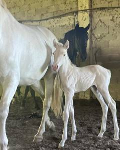 Puledro andaluso p.r.e. perlino