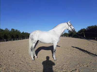 PRE Travieso II AD 9 years