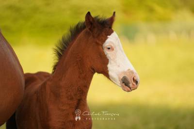 Poney SBS 