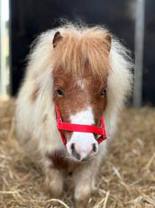 Mare Shetland Pony For sale 2024 Coloured