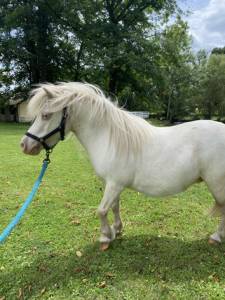 Mare Shetland Pony For sale 2014 Cremello