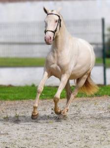 Yegua lusitano en venta 2023 crema por xavante ss