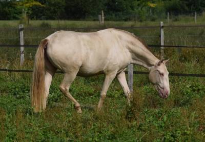 Lusitanienne psl , pouliche 3 ans, belle génétique !