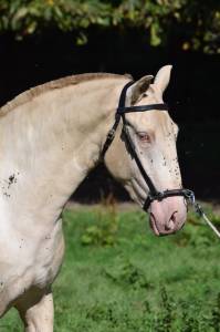 Yegua lusitano en venta 2023 crema por xavante ss