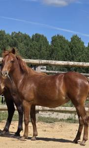 Ponette new forest de croisement 1 an 