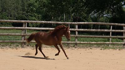 Ponette new forest 1 an taille d 