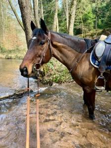 Caballo castrado pura sangre inglés en venta 2016 bayo