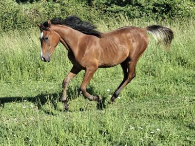 Colt arabian thoroughbred for sale 2025 bay