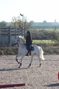 Ruin Franse rijpony PFS Te koop 2009 Schimmel ,  CARRYL DE BEAUCHAMP